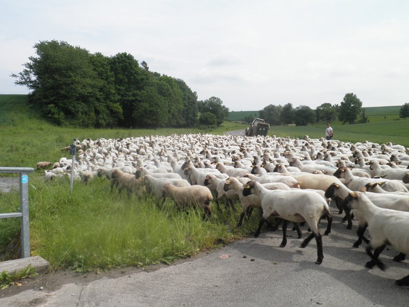 schapen